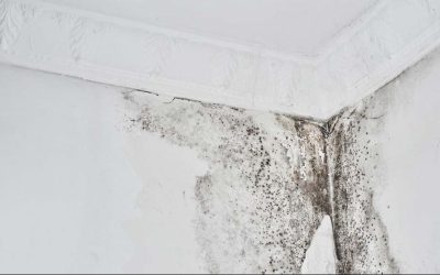 What the risks are if you neglect carpet cleaning